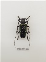 藏品(麗艷大星斑天牛)的圖片